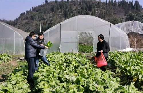 羅平縣開展蔬菜水果抽樣檢測，把好農產品質量安全關